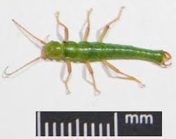 Image result for Clutia timpermaniana