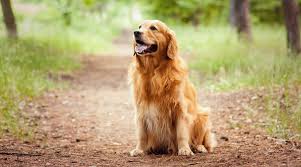 Bravecto is licensed by the fda to kill fleas and ticks. How Does Bravecto Work Find Out Here Bravecto Za