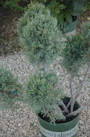 Experience lifelike pom pom tree at alibaba.com, ideal for decorating indoors and outdoors. Hetz Blue Juniper Pom Pom Juniperus Chinensis Hetz Blue Pom Pom In Columbus Dublin Delaware Grove City Gahanna Bexley Ohio Oh At Oakland Nurseries Inc