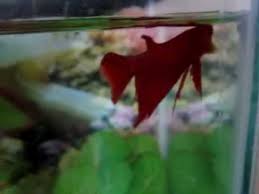 Betta fish are quite adept jumpers. How To Train A Betta Fish Yes It Can Be Done Fish Tank World