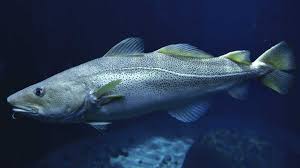 > rezepte rund um den dorsch. Bis Zum Letzten Fisch Der Atlantische Kabeljau Bzw Dorsch Ist Bedroht Bund E V