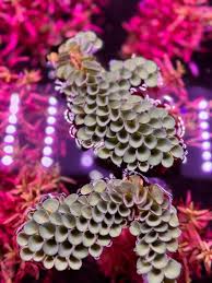 Image result for Salvinia hastata