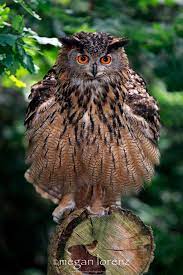 pin by juliana roberta cequinne on owls animals owl pictures owl photos