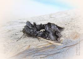 Image result for Syngrapha hochenwarthi