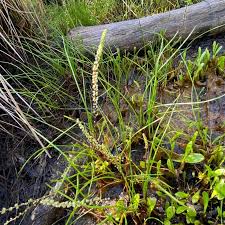 Image result for Triglochin striata