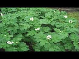 I got some excellent information, and i the potatoes inside the ground spread around. When To Harvest Potatoes Youtube