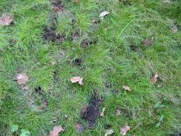 Inspect the fence frequently for holes or gaps and repair immediately if you notice any damage. Is There A Bandicoot In My Garden Laura Rittenhouse S Gardening Journal