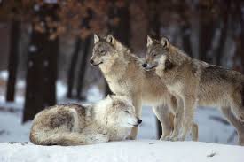 Wolf predator nature animal forest wild winter pack snow. Ensure Thriving Populations Of Wolves Nrdc