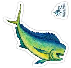 Mahi Mahi Splash By Amber Marine Watercolor Ink Dolphin Fish Dorado Painting Art C 2016 Sticker By Amber Marine Wildlife Artist C 2004 2020 In 2020 Watercolor And Ink Wildlife Artists Fish Painting
