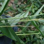 Image result for Acroceras zizanioides