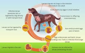 Image result for Hookworm