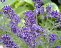 Shop online for daffodil bulbs, tulip bulbs, dahlia bulbs, gladiolus bulbs, caladium bulbs, lily flower bulbs, hostas, daylilies, peonies and many more. Lavender Plants For Sale Buy Lavender Plants Online Us