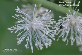 Image result for Bambekea racemosa