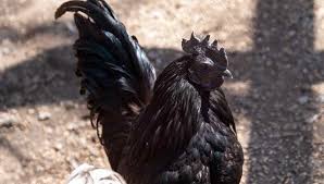 They are frequently found in china, india, and southeast asia. The 15 Most Expensive Chicken Breeds In The World