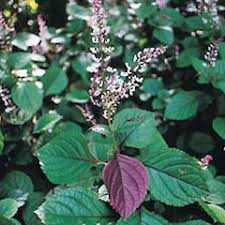 Image result for Plectranthus guruensis