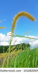 Image result for Setaria sphacelata