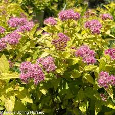 Image result for spirea japonica gold princess