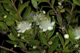 Image result for Myrtaceae