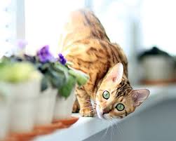 .bengalen, bengal, bengals, leopardcats,bengal katze, bengal kitten, bengalbabys, bengal kaufen,bengalkitten kaufen,bengalkatze kaufen,bengal deckkater,bengal charakter,snow bengal. Zoo Co Bengalkatze