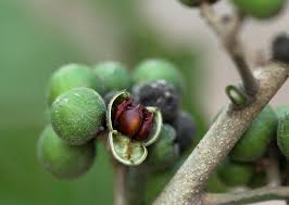 Image result for Trichilia capitata