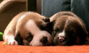 Your new puppy is away from his canine family and in a new environment. Common Problems Solutions To Get Puppies To Sleep Coops And Cages