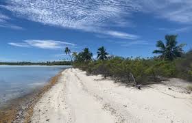 Image result for Manulea conferta