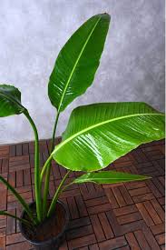 Image result for Ravenala madagascariensis