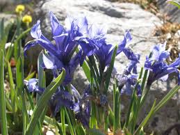 Diese Fruhbluher Trotzen Dem Schnee Kuchenschelle Fruhling Blumen Pflanzen