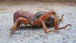 Insecto Cara De Nino Ecured