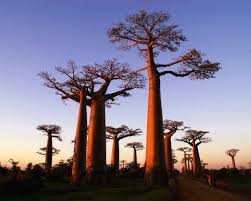 legend holds that when the baobab was planted by god it kept walking so god pulled it up and replanted it upside down to st baobab baobab tree amazing nature