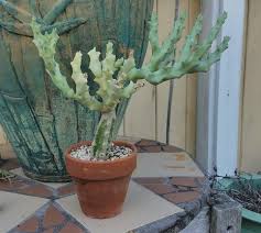 Image result for Stathmostelma spectabile