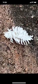 Imported from australia in 1891 to control citrus mealybugs in california. About A 1cm Ish Found In Singapore Whatsthisbug