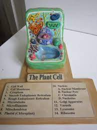 It allows kids to grow and improve their skills like drawing, sculpting, and even painting. 12 Cell Model With Clay Ideas Cell Model Cells Project Cell Model Project