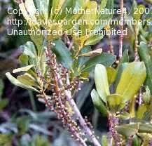 Image result for Rapanea