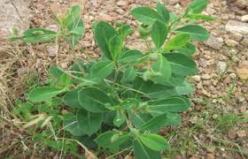 Image result for Corbichonia decumbens