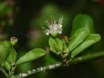 Image result for Capparis citrifolia