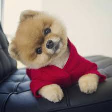 Pin By Vminist Liva On Pomeranian Cute Baby Animals Cute Animals Cute Little Puppies