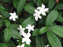 Bush Bernie S Blog Happy Easter From Downunder Happy Easter Plant Leaves Easter
