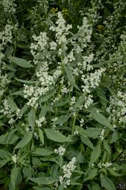 Image result for Chenopodium olukondae