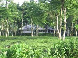 Pin On Tea Garden Bungalows Of Colonial India
