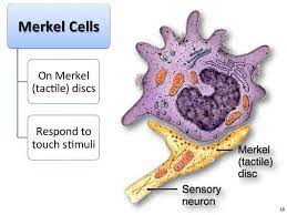 Skin color and being exposed to sunlight can increase the risk of basal cell carcinoma and squamous cell carcinoma of the skin. What Skin Structure Makes Us Feel A Product Burning Are Merkel Cells Responsible For That Or The Receptors In The Dermis Quora