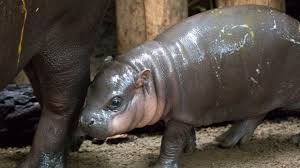 These items are suitable even for babies and are a very entertaining and engaging learning tool as well. Toronto Zoo Wants Public To Name Baby Pygmy Hippo Ctv News