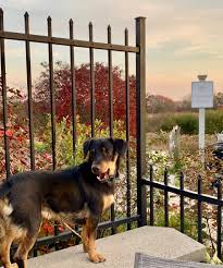 Maybe you would like to learn more about one of these? Dog Friendly Inn By The Sea Pampers Pups People Maine Travel Maven