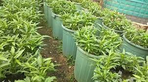 Ramai soal budikdamber, berikut cara ternak lele dan tanam kangkung dalam ember. Budikdamper Inilah Salah Satu Solusi Pangan Masa Depan Makassar Terkini