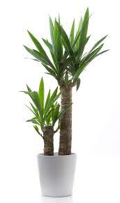 Yucca cane is an ideal houseplant for any home, apartment, or office. 10 Low Maintenance Plants Perfect For Non Green Thumbs Low Maintenance Plants Plants Yukka Plant
