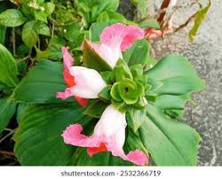 Image result for Costus phyllocephalus