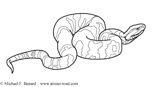 ✓ free for commercial use ✓ high quality images. 31 Snake Coloring Pages For Kids Free Printable Coloring Pages