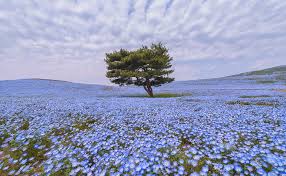 We did not find results for: Nemophila Hd Wallpapers Free Download Wallpaperbetter