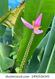 Image result for Musaceae