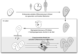 Das ist eine tolle methode, um die grauen zellen in bewegung zu bringen und dein gedächtnis aufzuwärmen, bevor du danach unsere quizze zu den. Neue Hilfsmittel Zur Erforschung Von Krankheiten Umprogrammierte Zellen Zur Modellierung Von Krankheiten Eurostemcell